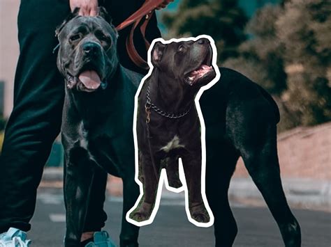 Cane Corso Dog Breed Profile