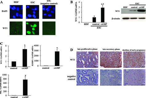 Wt1 Expression In Human Escs And The Effect Of Camp On Wt1 Expression