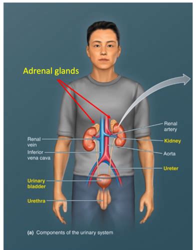 Physiology Renal Flashcards Quizlet