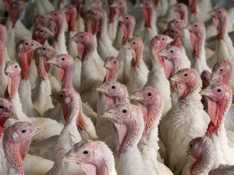 Wkrp In Cincinnati Classic Thanksgiving Turkey Episode What To Know