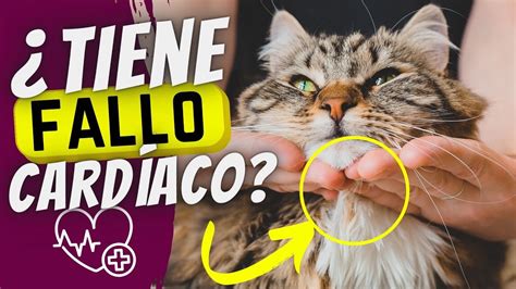 8 señales de que tu gato puede sufrir un paro cardíaco YouTube