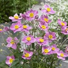 Anemone hupehensis ‘Cinderella’ | Kiefer Nursery: Trees, Shrubs, Perennials