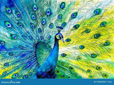 Watercolor Painting - Colorful Peacock Tail Feathers Stock Illustration ...