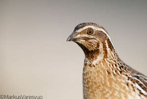 Coturnix Coturnix In Common Quail En Us Fi Viiri Inen De