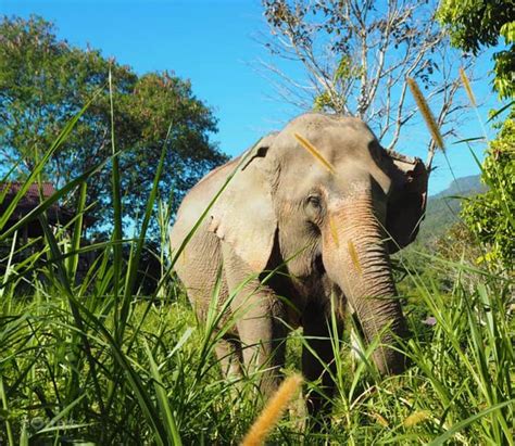 Maesa Elephant Camp Mae Rim We