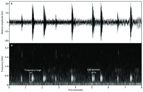 Oscillogram A And Spectrogram B Of Nine Typical Male P Kundagungan