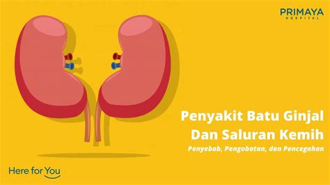 Penyakit Batu Ginjal Dan Saluran Kemih Penyebab Pengobatan Dan