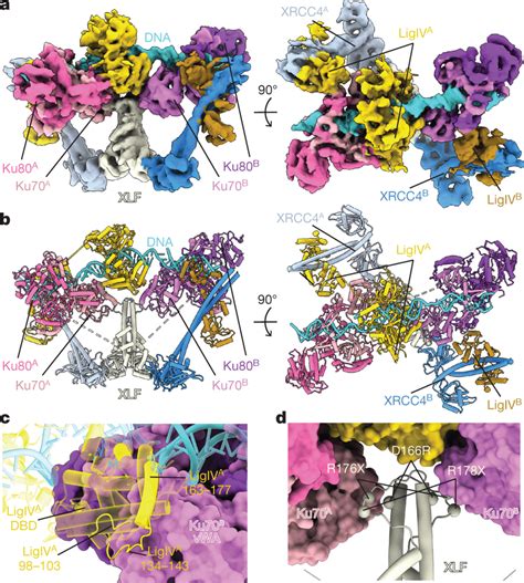 Cryo Electron Microscopy Structure Of The SR Synaptic Complex A Front