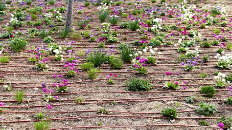 How To Use Drip Irrigation In A Flower Garden Dripworks