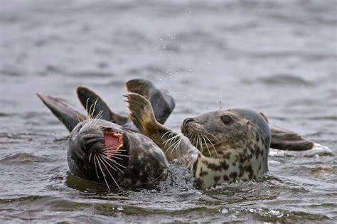 A Laughing Seal