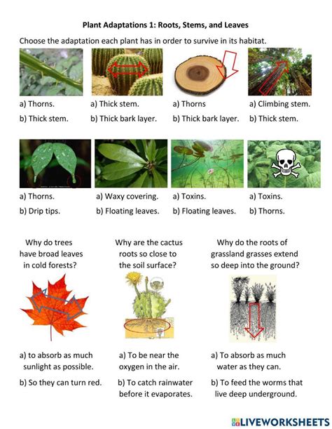 Plant Adaptations Worksheet Live Worksheets Worksheets Library