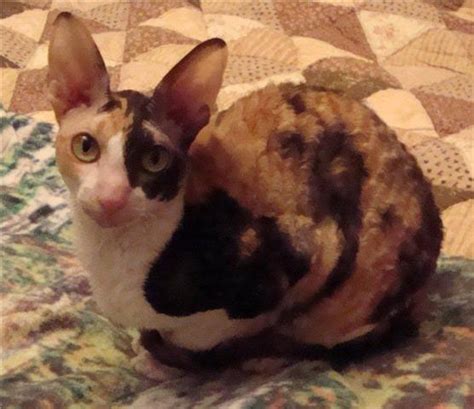 Corn Bred Cornish Rex Cattery Toulie