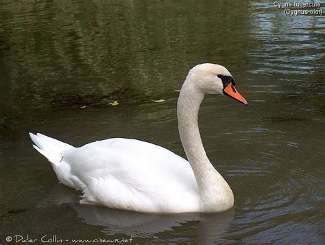 Tierra De Patos Cisne Común Cygnus Olor