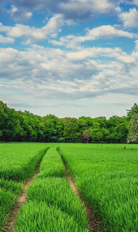 Download Wallpaper Greens Field The Sky Grass Clouds Nature Green