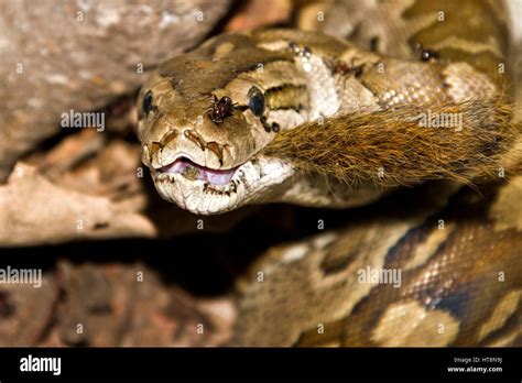 Python eating hi-res stock photography and images - Alamy