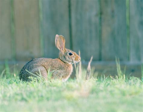 Backyard Bunny Deep Southern Photography