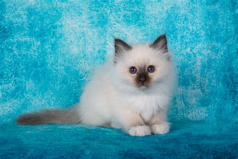 Birman Cat Wallpapers Wallpaper Cave