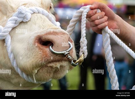 Charolais Bull Being Lead By A Rope And A Nose Ring Scotland Uk Stock