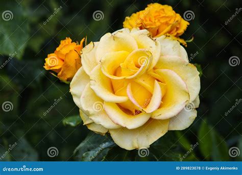 Yellow Hybrid Tea Rose Close Up Stock Photo Image Of Rose Yellow