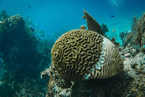 Arrecifes De Coral Enfrentan Cuarto Blanqueamiento Mundial Remedia Bio