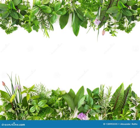 Fresh Garden Herbs Isolated On White Background Stock Image Image Of