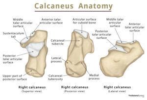 Calcaneus (Heel Bone) - Definition, Location, Anatomy, & Diagram