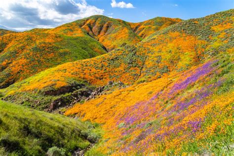 Super bloom mayhem in California overwhelms small town Yosemite ...