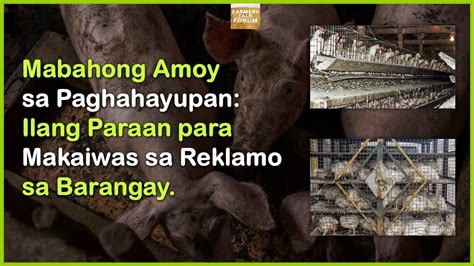 Mabahong Amoy Sa Paghahayupan Ilang Paraan Para Makaiwas Sa Reklamo Sa