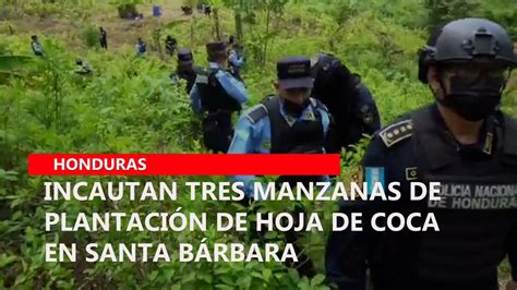 Incautan tres manzanas de plantación de hoja de coca en Santa Bárbara