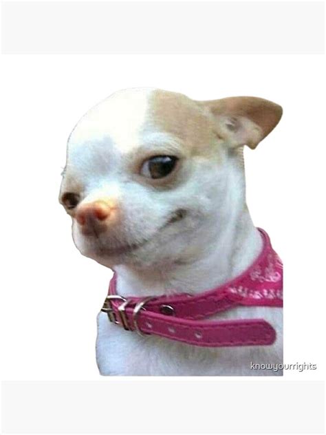 Lạc Vào Bộ Sưu Tập Chihuahua Meme Hài Hước Nhất 2024