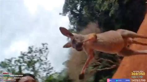 Twitch Streamer Justketh Attacked By Kangaroo After She Tries Petting