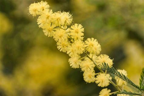 Descubre cuánto tarda en crecer un árbol de mimosa Flores y Plantas