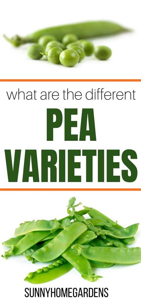 Varieties And Types Of Peas - Sunny Home Gardens