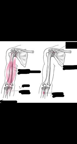 Elbow And Radioulnar Joints Exam 3 Anatomical Kines Flashcards Quizlet