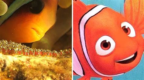 Real Life Finding Nemo Underwater Picture Captures Tiny Detail Mirror Online