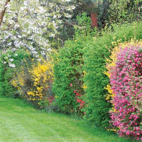 Living Privacy Fence Ideas For Hedges Artofit