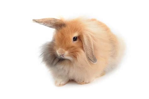 Holland Lop Rabbits Complete Guide 2024 Northern Nester