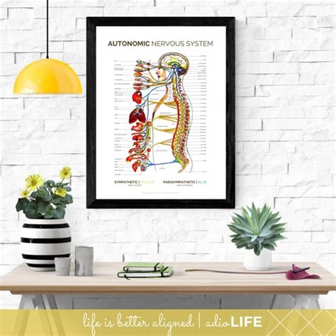 Autonomic Nervous System Chart Spinal Nerve Poster Etsy