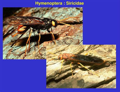 PPT - Order Hymenoptera PowerPoint Presentation, free download - ID:7046211