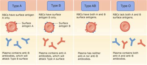 Blood Antigen Chart