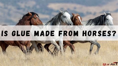 Is Glue Made From Horses Best Things That You Must Know