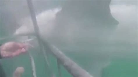 Great White Shark Attack Heart Stopping Moment Huge Predator Lunges At