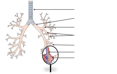 Diagramme De Le Syst Me Respiratoire Bronches Et Bronchioles Quizlet