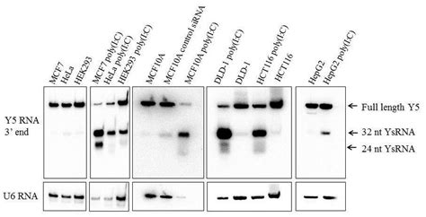 5 Multiple Cell Lines Show Y5 Rna Fragmentation During Polyic Download Scientific Diagram