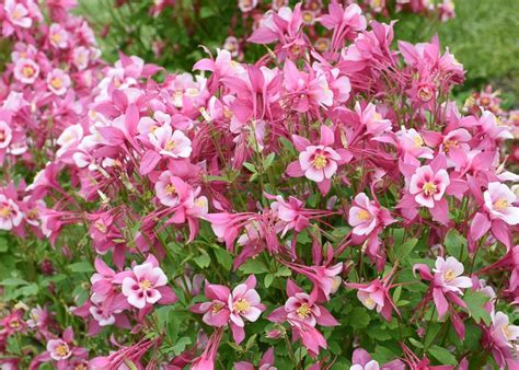 Aquilegia Caerulea Kirigami Rose And Pink Columbine