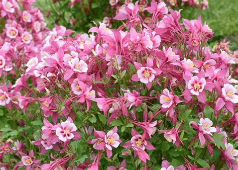 Aquilegia Coerulea Kirigami Rose Pink Columbine