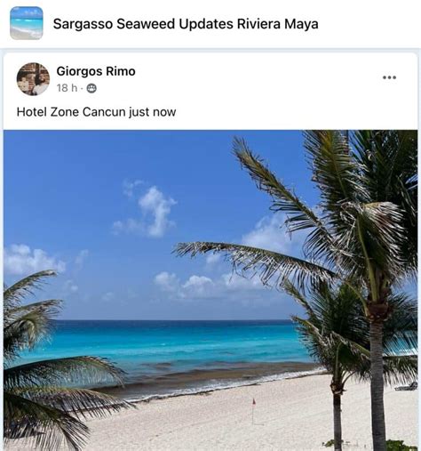 Latest Cancun Area Seaweed Updates Photos Map Forecast Sept 2023