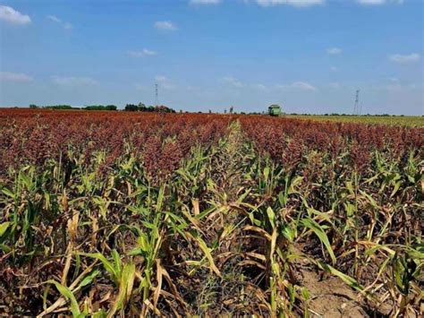 Agricultores Piden Apoyo