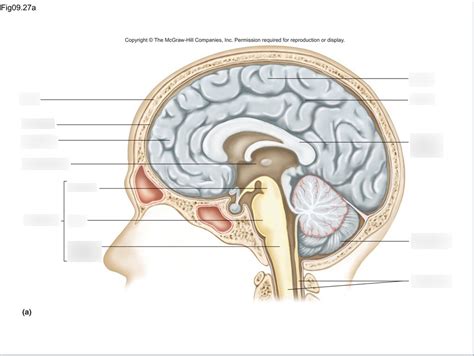 Brain Anatomy Diagram Quizlet