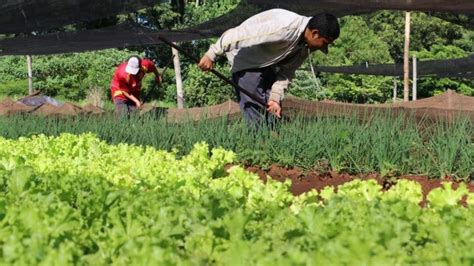 Mida Presenta Plan Nacional De Agricultura Familiar Con Apoyo De La Fao